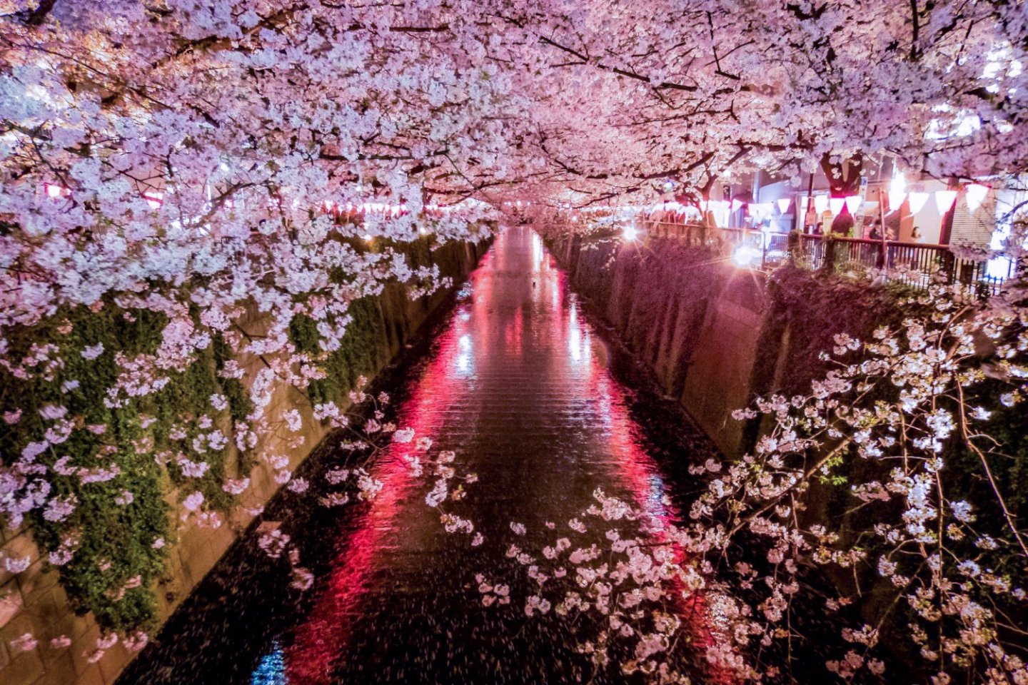 TOP các địa điểm ngắm hoa anh đào ở Nhật - Thái An Travel - 1