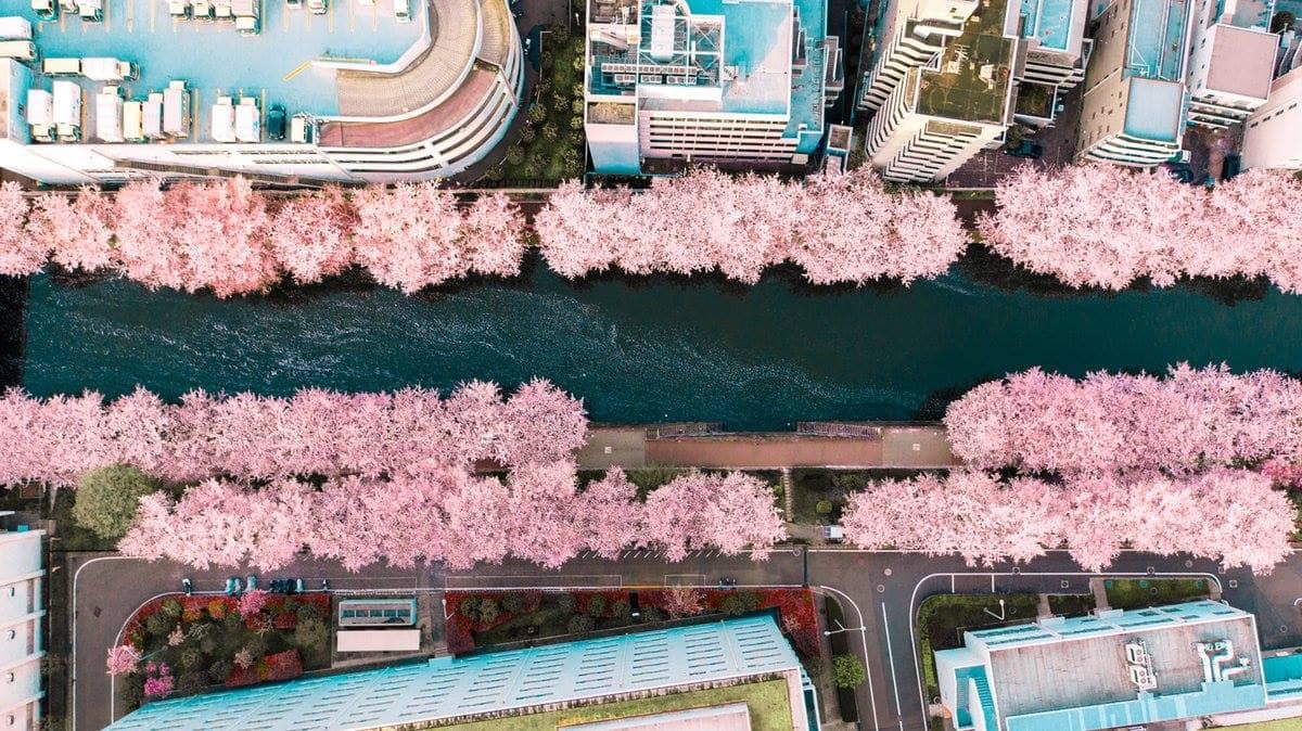 TOP các địa điểm ngắm hoa anh đào ở Nhật - Thái An Travel - 2