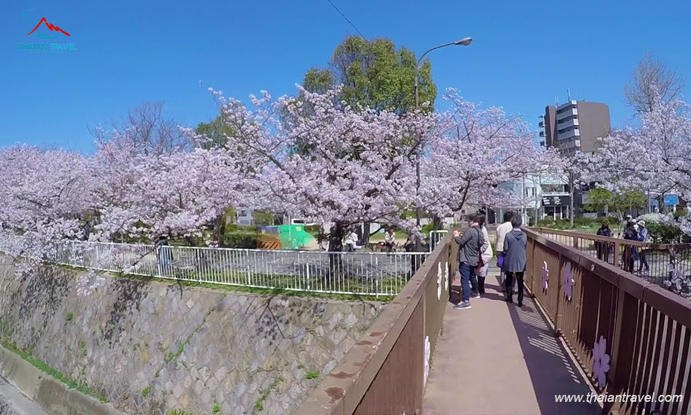 Cung đường vàng ngắm hoa anh đào Nhật Bản - Thái An Travel - 4