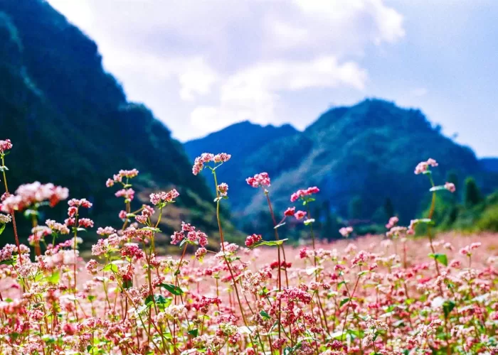 Đi Hà Giang mùa nào đẹp nhất?