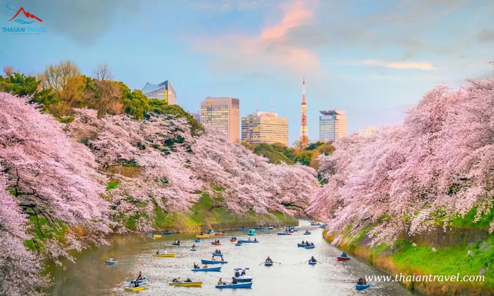 Tour du lịch Nhật Bản mùa lá đỏ - Thái An Travel - 4