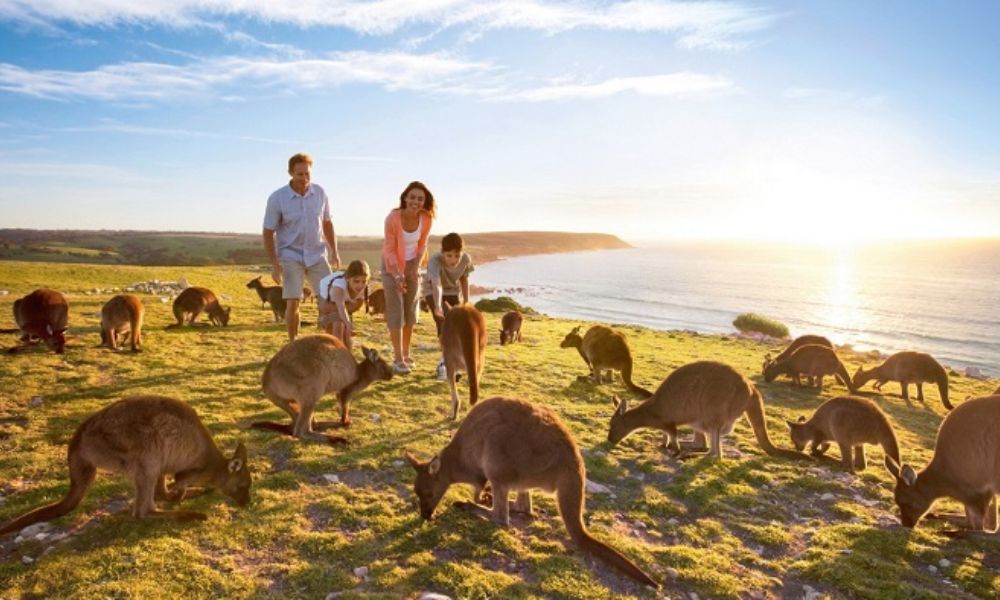 Địa điểm du lịch Úc - Thái An Travel - Đảo Kangaroo
