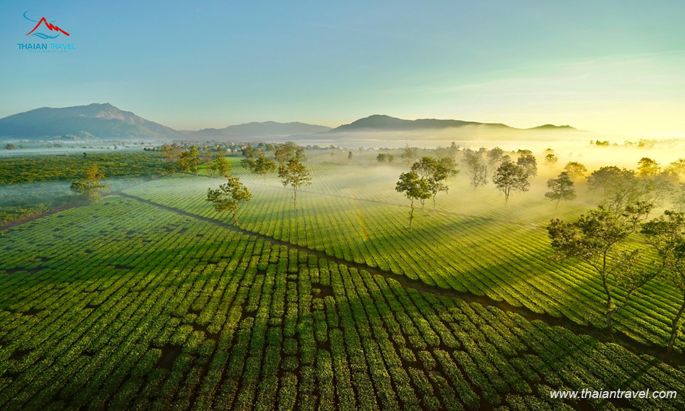 Tour Pleiku - Buôn Mê Thuột mùa hoa Cafe - Biển hồ chè 4