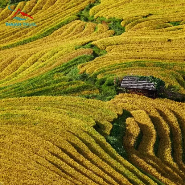 Tour Tà Xùa - Xím Vàng 2 ngày 1 đêm - Thái An Travel