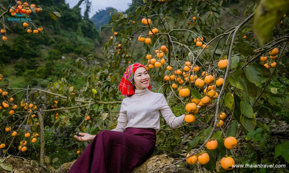 Giá Tour Mộc Châu - Thái An Travel