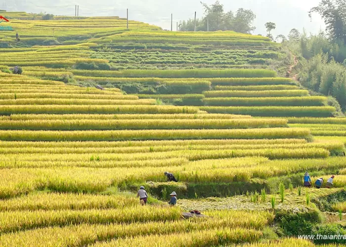 Du lịch Đông Tây Bắc mùa thu - Thái An Travel