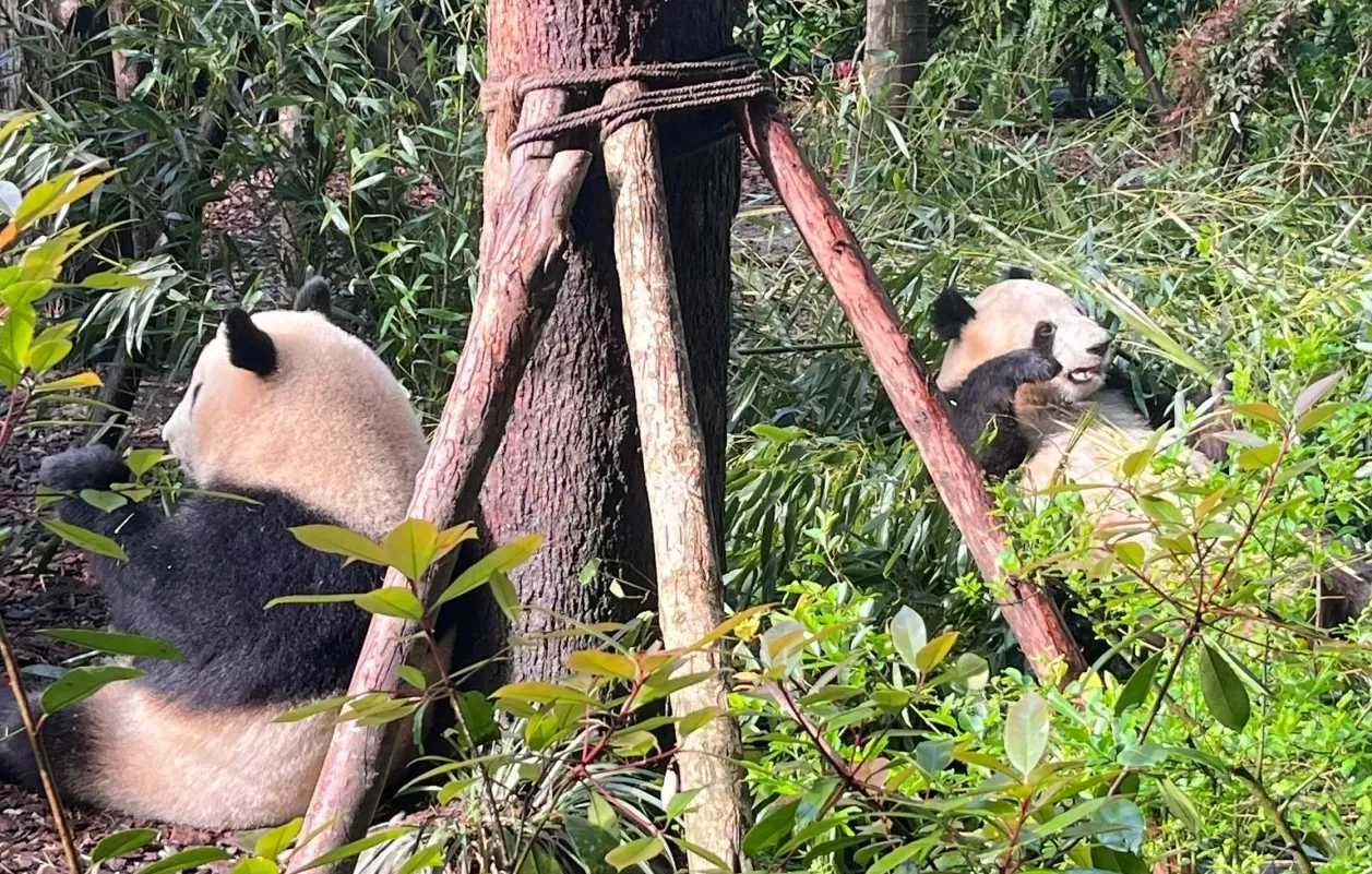 Đô Giang Yển, Thành Đô, Tứ Xuyên 7