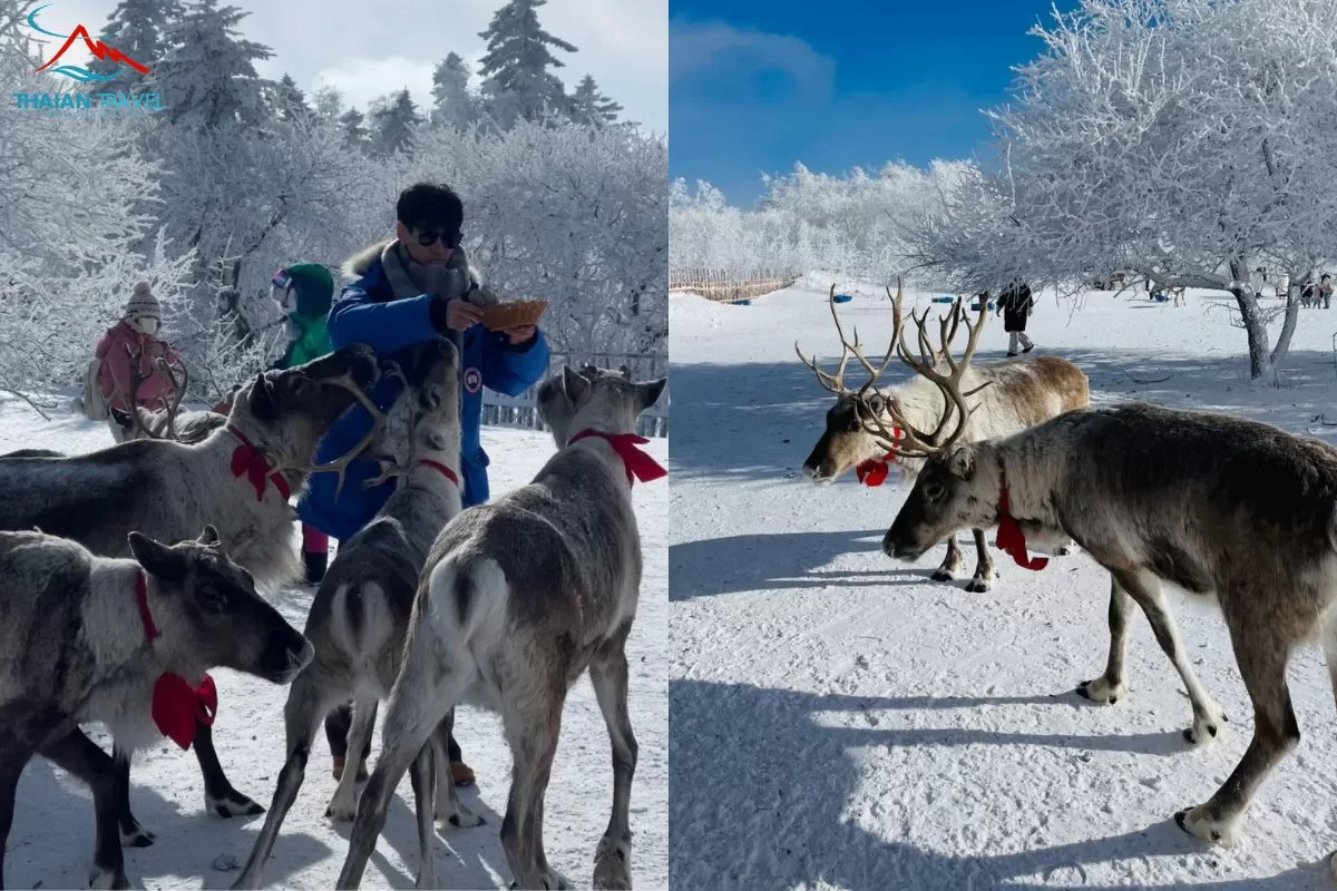 Làng tuyết Snow Ridge - làng cổ tích ở Trường Bạch Sơn - Thái An Travel 12