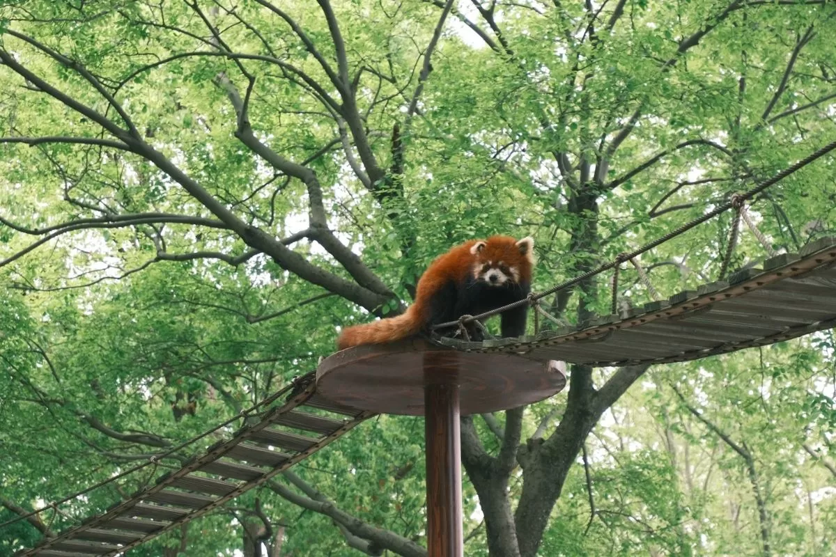 vườn thú công viên Uneo