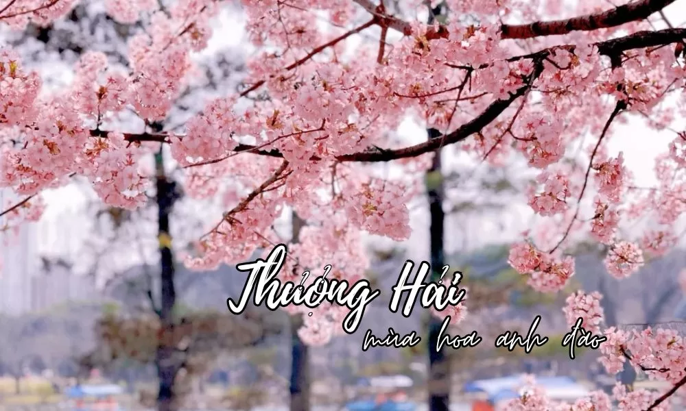 avt Thượng Hải mùa hoa anh đào