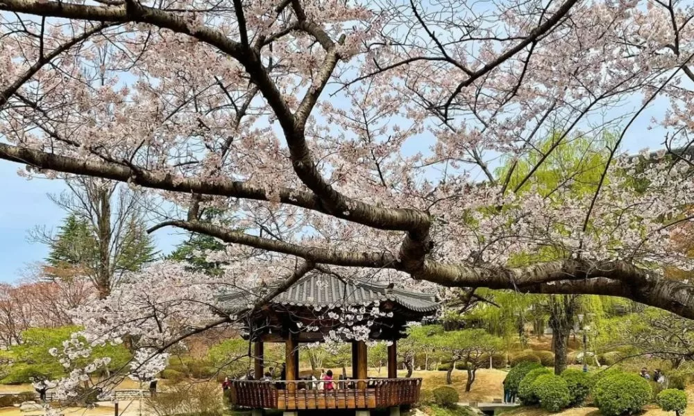 avt vọng lâu bomun