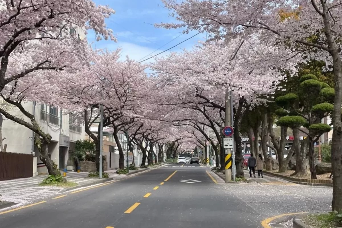 mùa hoa anh đào - đảo Jeju Hàn Quốc - tour Hàn Quốc giá tốt - Thái An Travel