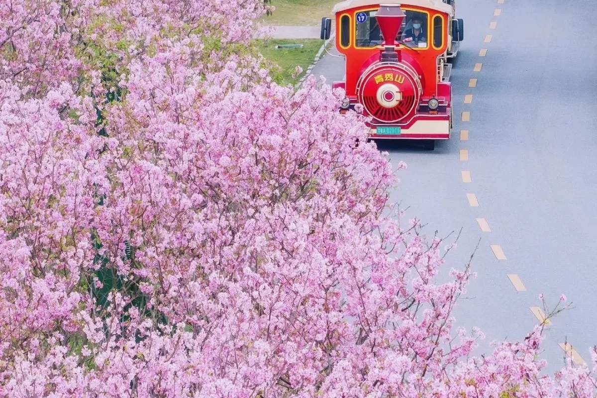 khám phá Nam Ninh mùa hoa anh đào 