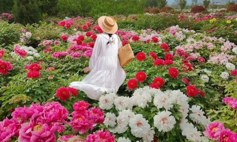 hoa mẫu đơn Lạc Dương