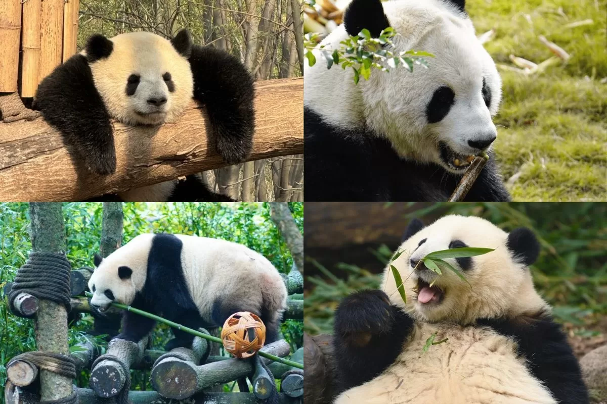 Tour Hà Nội - Thành Đô - Cửu Trại Câu 6n5đ bay Chengdu _ công viên gấu trúc