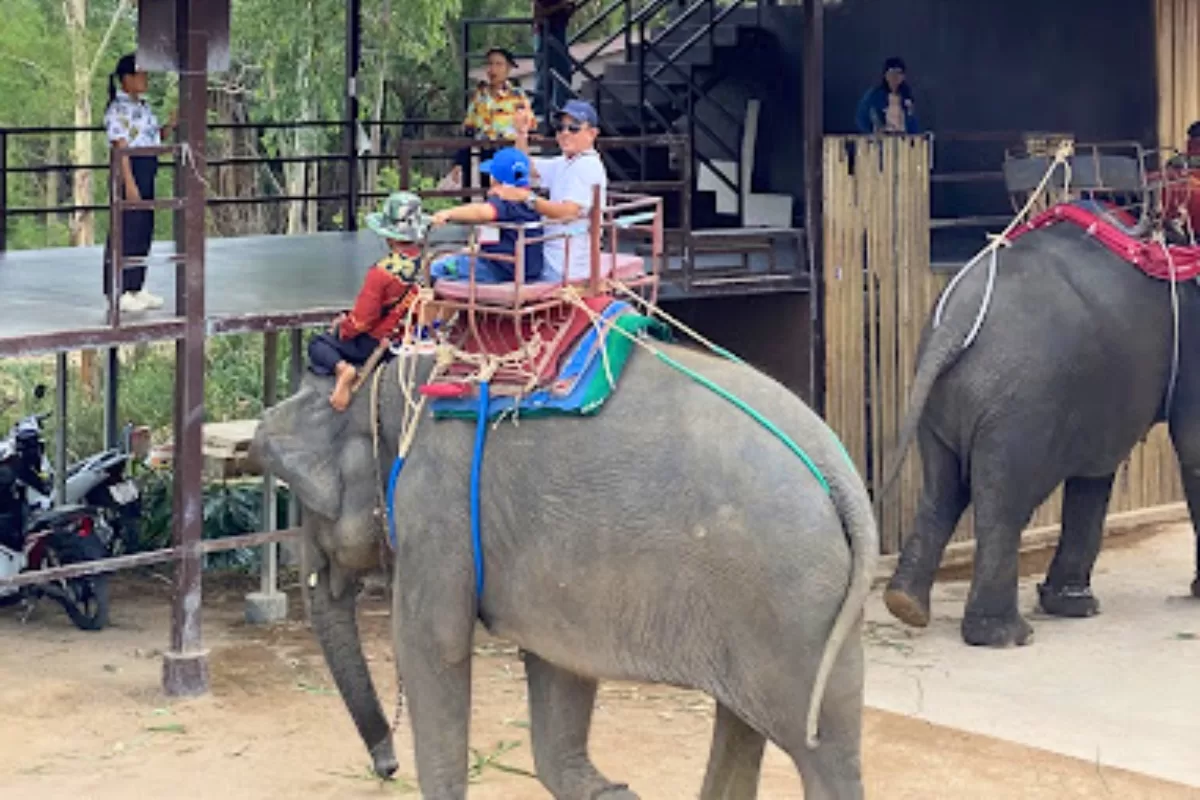 trải nghiệm cưỡi voi tại Suan Thai