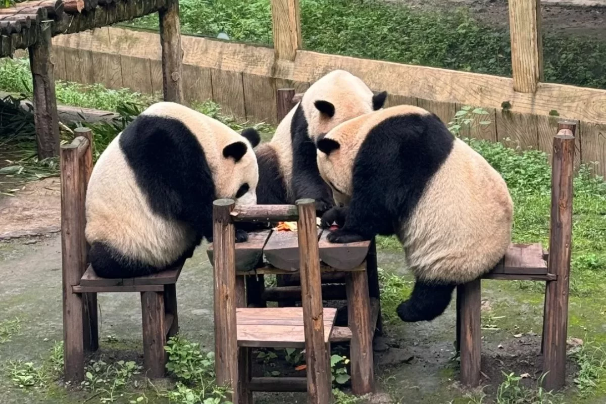 Tour Trùng Khánh Mono 5n4đ bay West Air - công viên gấu trúc