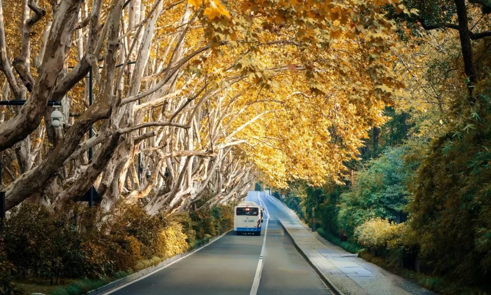 con đường cây ngô đồng ở Hàng Châu _thaiantravel.com