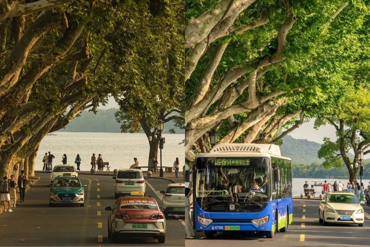 cây ngô đồng ở Hàng Châu ( Giang Nam)