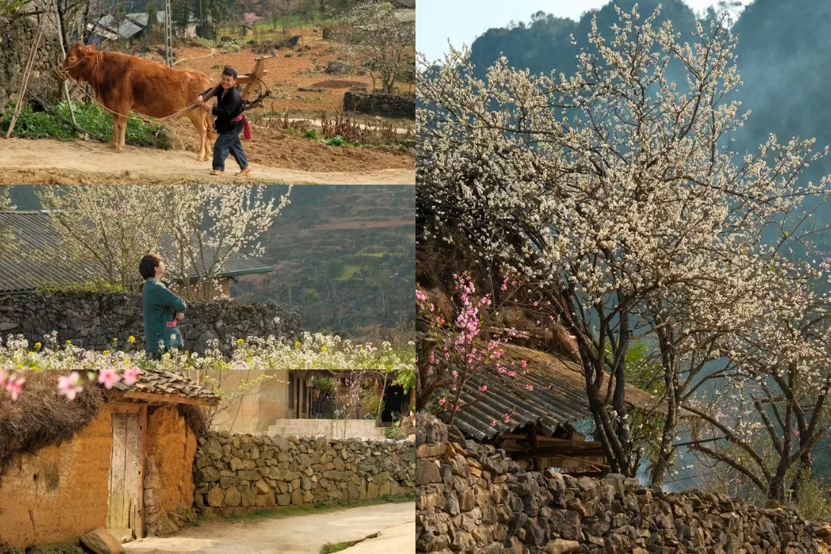 Lô Lô Chải - Làng du lịch tốt nhất thế giới 2025 - Thái An Travel (4)