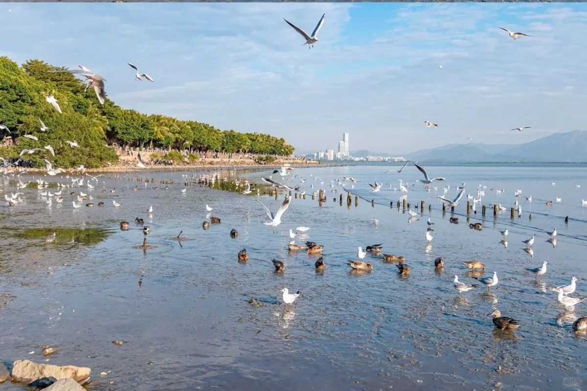 tour Thâm Quyến - Chu Hải - Quảng Châu 5n4đ - công viên Thâm Quyến