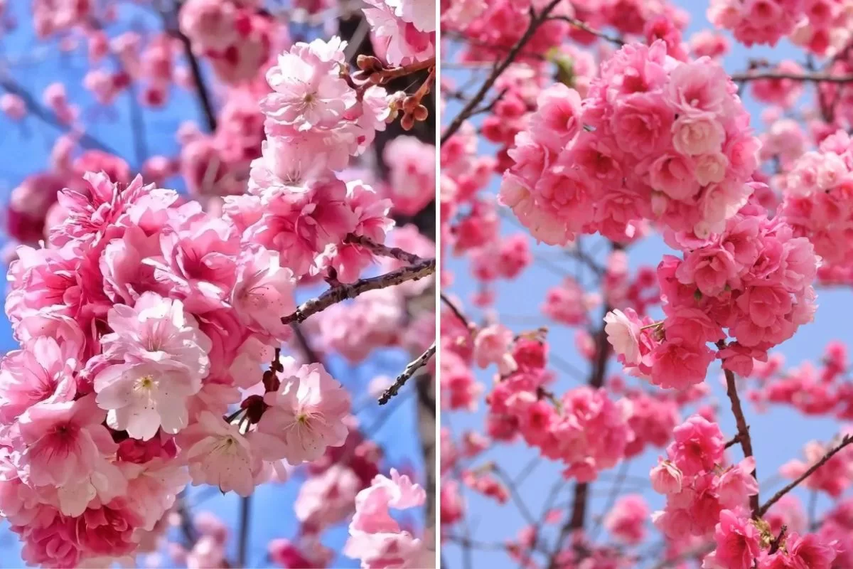 tour Côn Minh - Nghi Lương - Kiệu Tử sơn _ rừng đào Nghi Lương