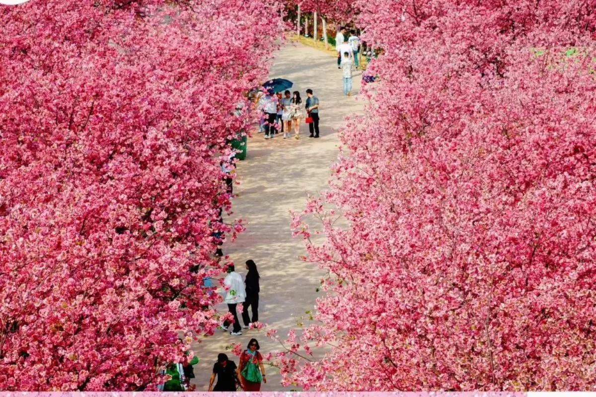 tour Côn Minh - Nghi Lương - Kiệu Tử sơn _ rừng đào Nghi Lương Côn Minh